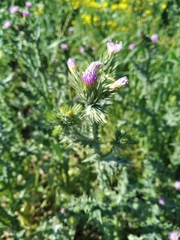 Carduus arabicus