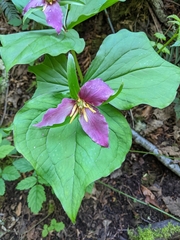 Trillium ovatum