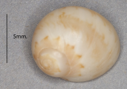 Alder's Necklace Shell