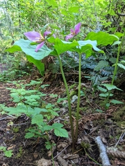Trillium ovatum