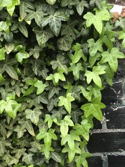 Hedera helix