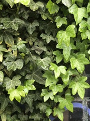 Hedera helix