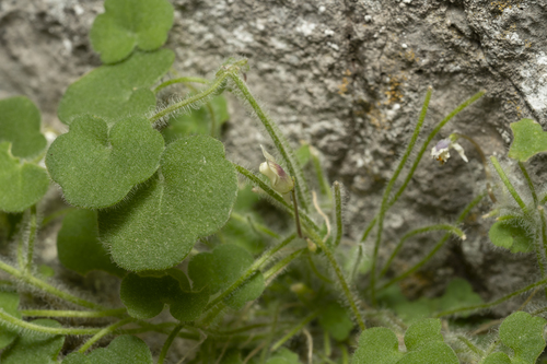 Image of Cymbalaria acutiloba by (c) Eleftherios Katsillis, some rights reserved (CC BY)
