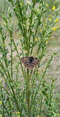 Euphydryas editha taylori