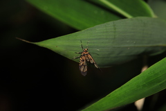 Amata grotei