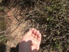 Drosanthemum parvifolium