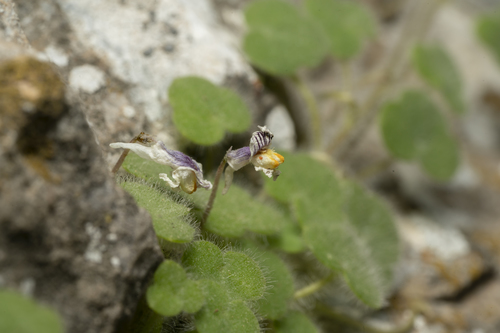 Image of Cymbalaria acutiloba by (c) Eleftherios Katsillis, some rights reserved (CC BY)