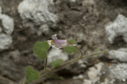 Image of Cymbalaria acutiloba by (c) Eleftherios Katsillis, some rights reserved (CC BY)