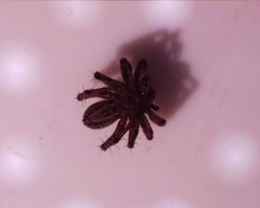 Araneomorphae