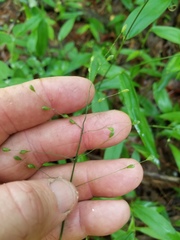 Dichanthelium boscii