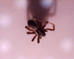 Araneomorphae