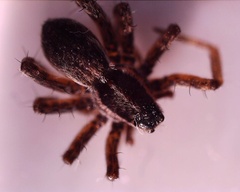 Araneomorphae