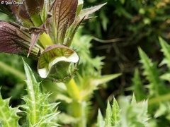 Acanthus syriacus