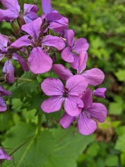 Lunaria annua