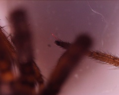 Araneomorphae