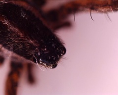 Araneomorphae