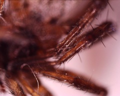 Araneomorphae