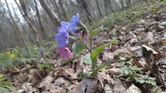 Pulmonaria obscura