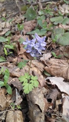Corydalis solida