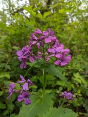 Lunaria annua