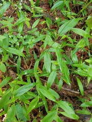 Dichanthelium boscii