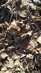 Aglais io