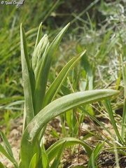 Anacamptis coriophora