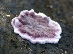 Chondrostereum purpureum image