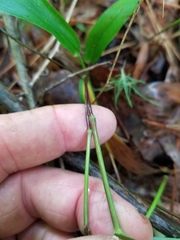 Dichanthelium boscii