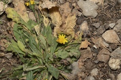 Hypochaeris achyrophorus