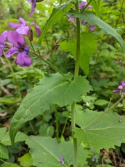 Lunaria annua