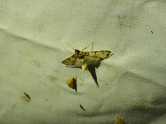Azochis rufidiscalis