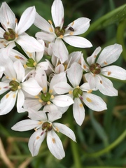 Allium trifoliatum