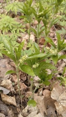 Mercurialis perennis