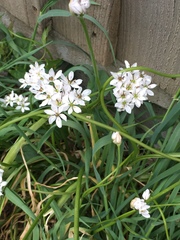 Allium trifoliatum