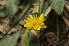 Hypochaeris achyrophorus