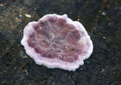 Chondrostereum purpureum image