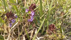 Glechoma hederacea