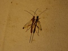 Labeninae