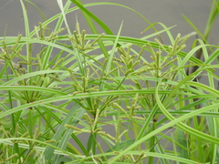 Cyperus imbricatus