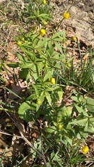 Ranunculus cassubicus