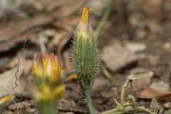 Hypochaeris achyrophorus