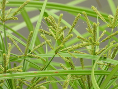 Cyperus imbricatus