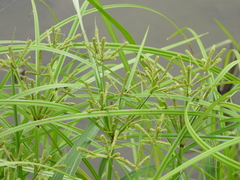 Cyperus imbricatus