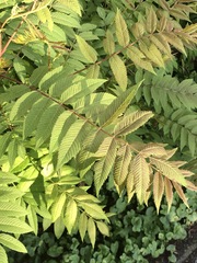 Sorbaria