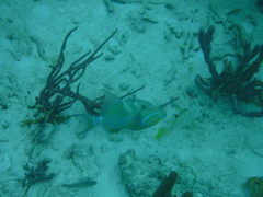 Balistes vetula