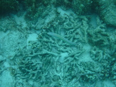 Malacanthus plumieri