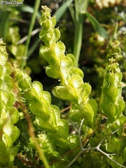 Cruciata articulata