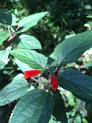 Salvia melissiflora