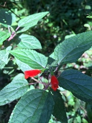 Salvia melissiflora